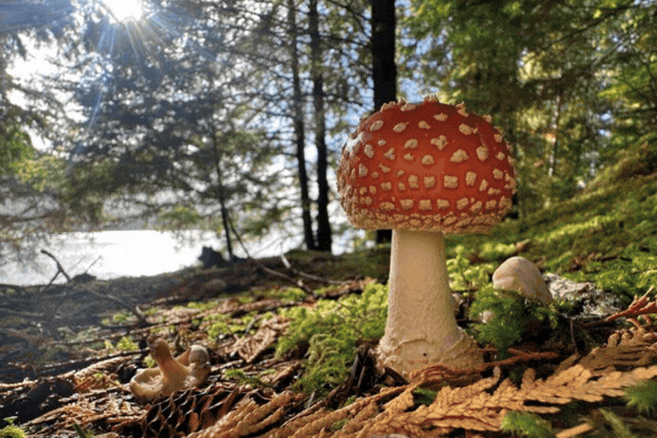 2 Hour Rainforest Walk & Totem Park