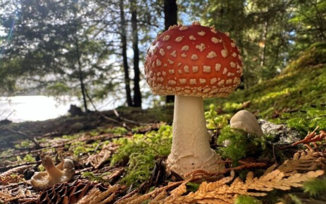 Flora and Fauna of Tongass National Forest: What You Might See in Ketchikan