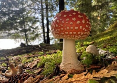 Flora and Fauna of Tongass National Forest: What You Might See in Ketchikan